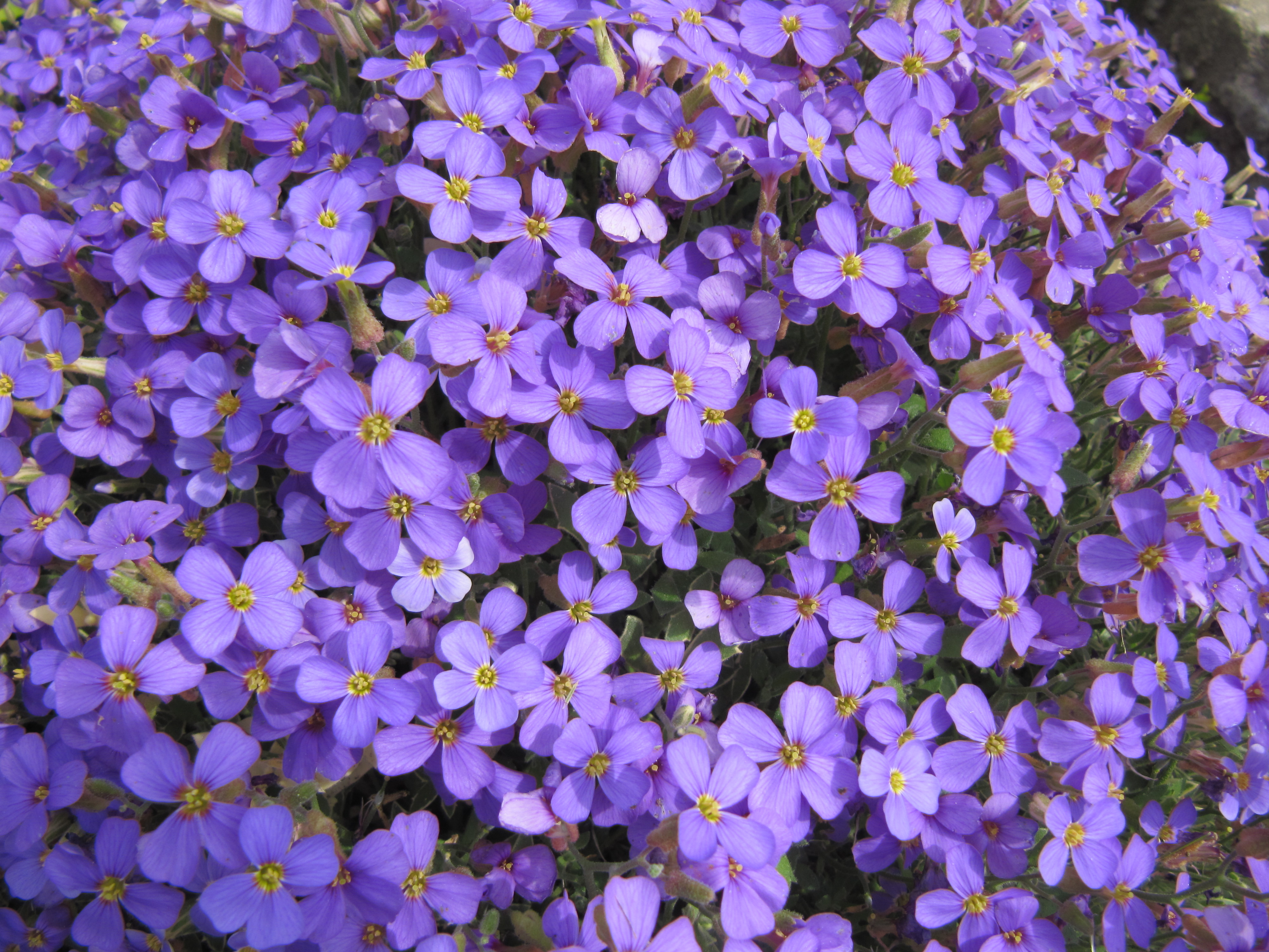 Purple Flowers Tumblr